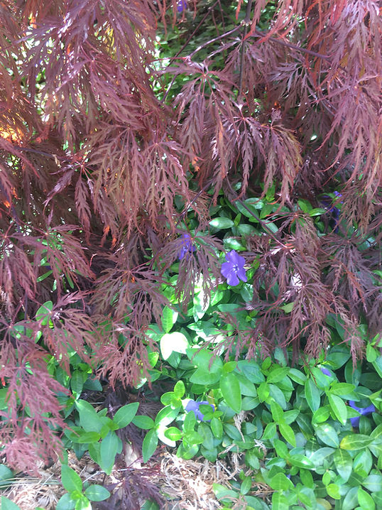 IMG_8585.jpeg