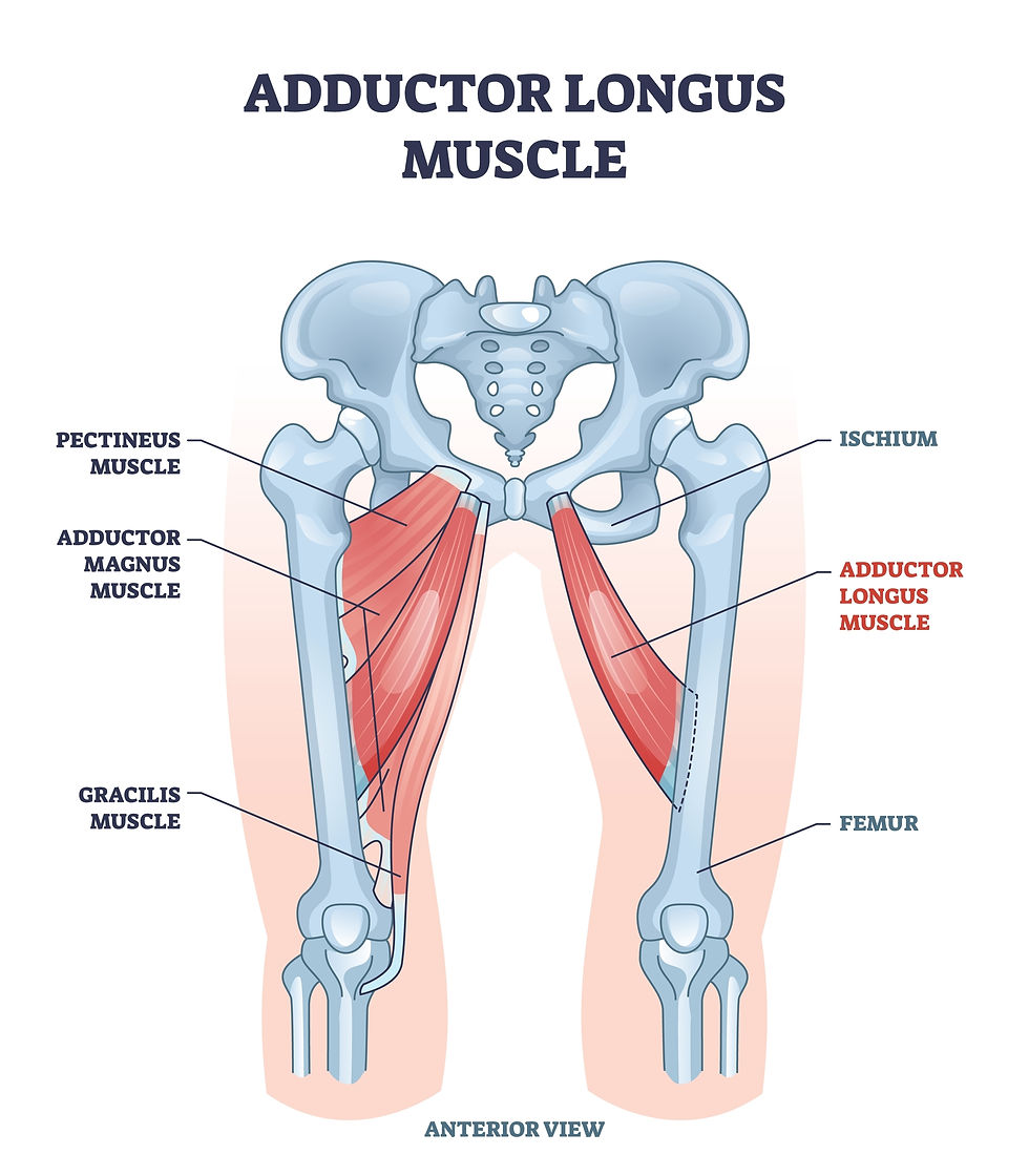 A graphic designed image of the adductor longus muscle. 