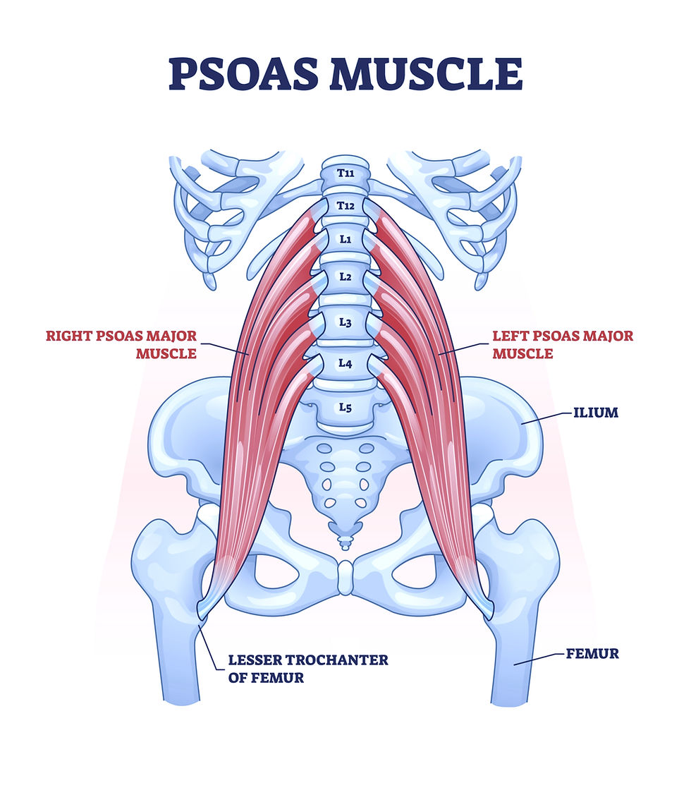 This graphic designed image shows the psoas under the ribcage. The ligaments attach with the diaphragm onto the lumbar spine.