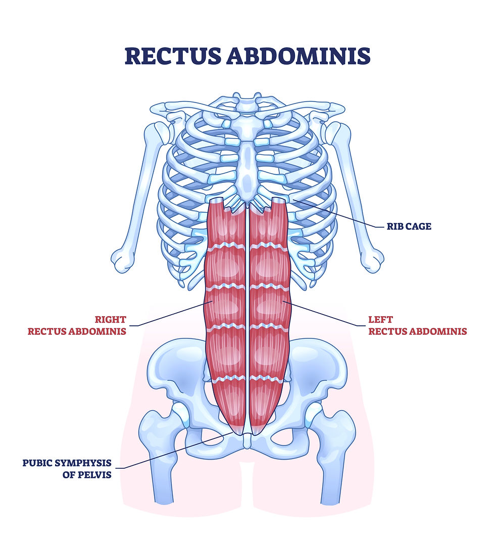 This graphic designed image shows the rectus abdominis muscle inserting on the ribcage and pelvis.