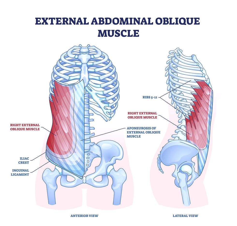 This graphic designed image shows the external and internal oblique muscle inserting on the ribcage and pelvis.