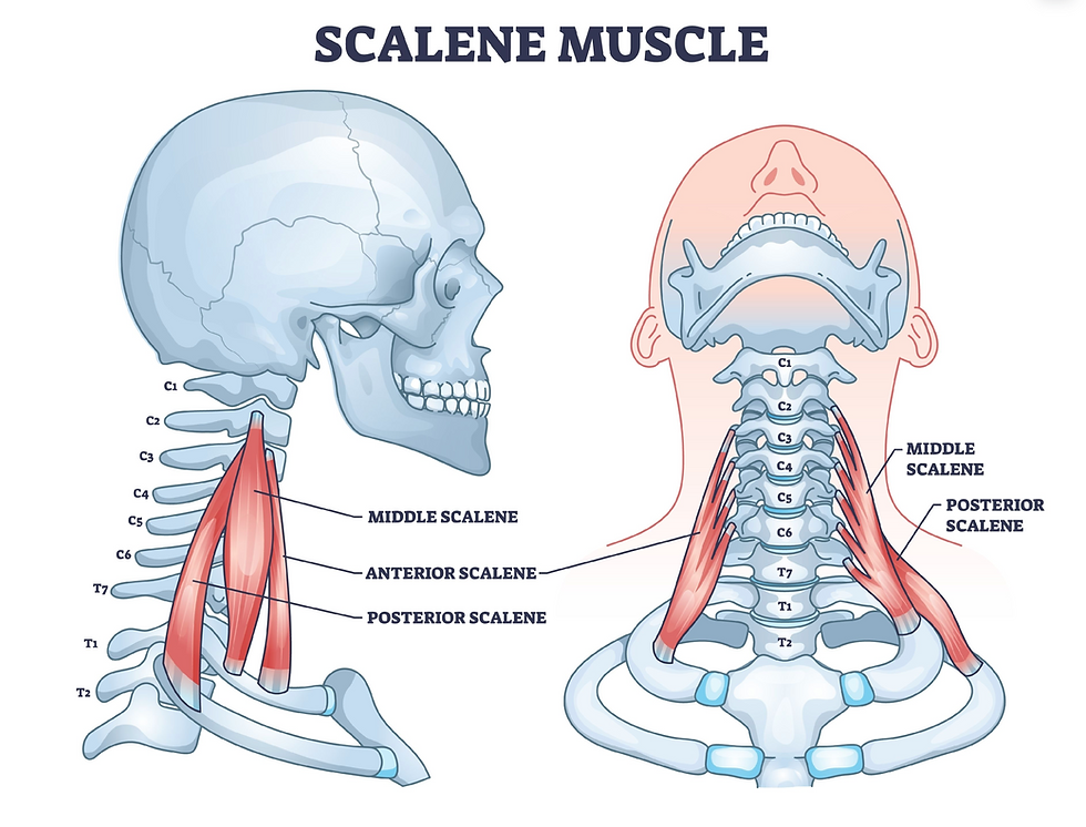 Scalene Muscles: Heal your Scalene Muscles and Heal your Life!     Understand the root of your neck pain, TMJ and jaw pain, rib pain, and shoulder pain. Scalene trigger points, healing tips, and more.
