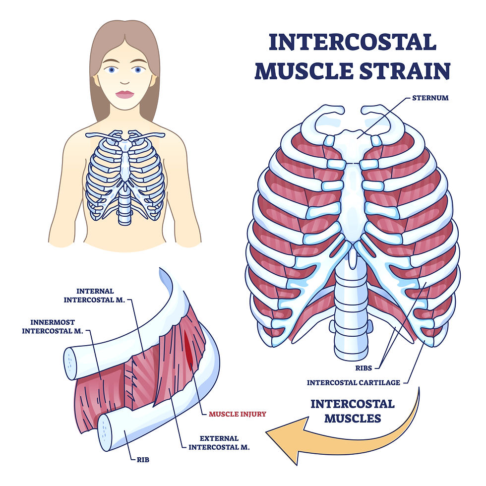 There are three layers of intercostal muscles.