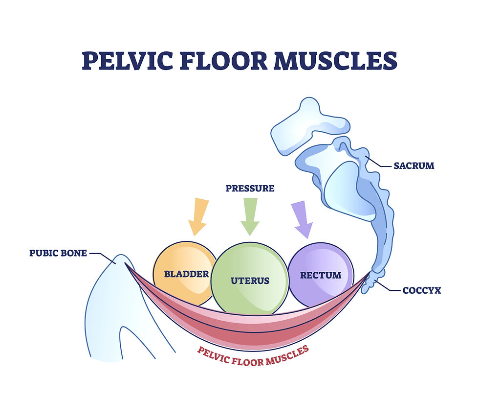 This graphic designed image shows the pelvic floor as a sling, holding the bladder, uterus, and rectum.