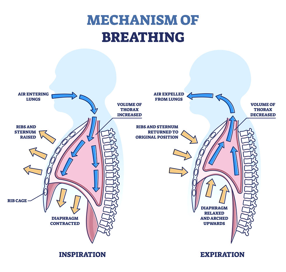 This graphic designed image shows air going in and out of the thoracic cavity.