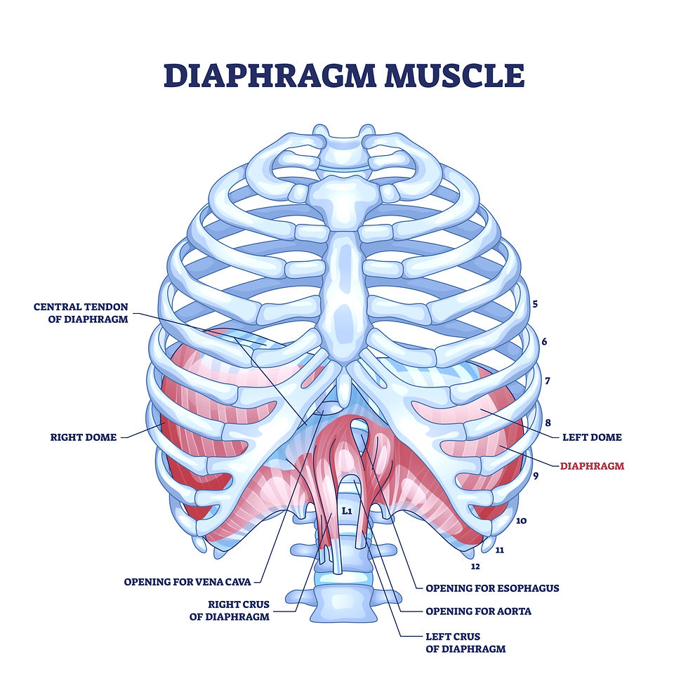 This graphic designed image shows the diaphragm inside the ribcage. The ligaments attach with the psoas onto the lumbar spine.