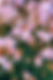 pink flowers background