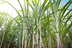 AdobeStock_125241603.jpeg