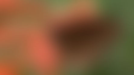 How to Design a Butterfly and Pollinator Garden to Attract Wildlife