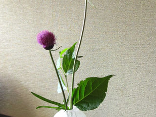 季節の草花 6月