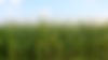 Corn_Field.png