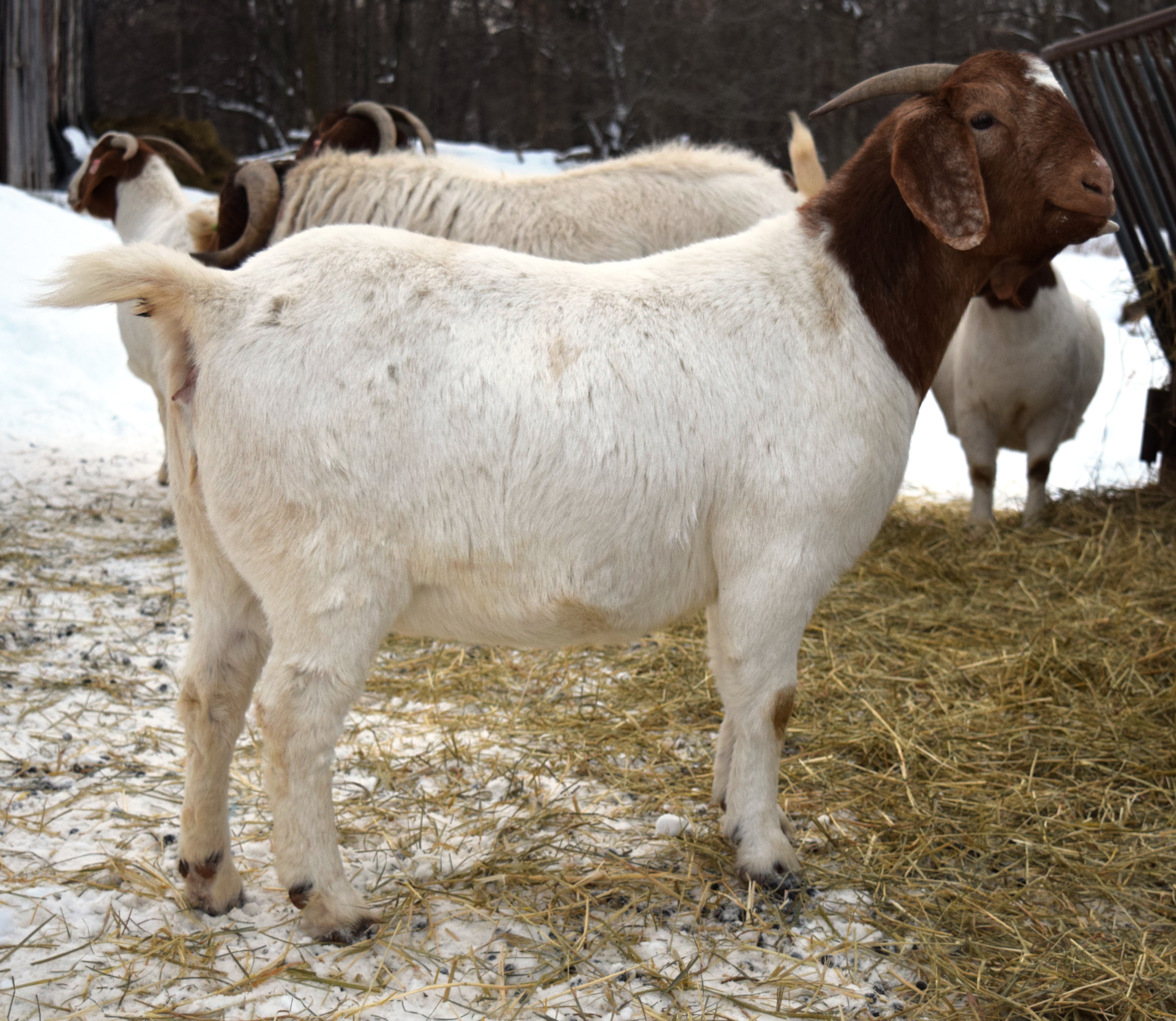 Boer goat TR32909