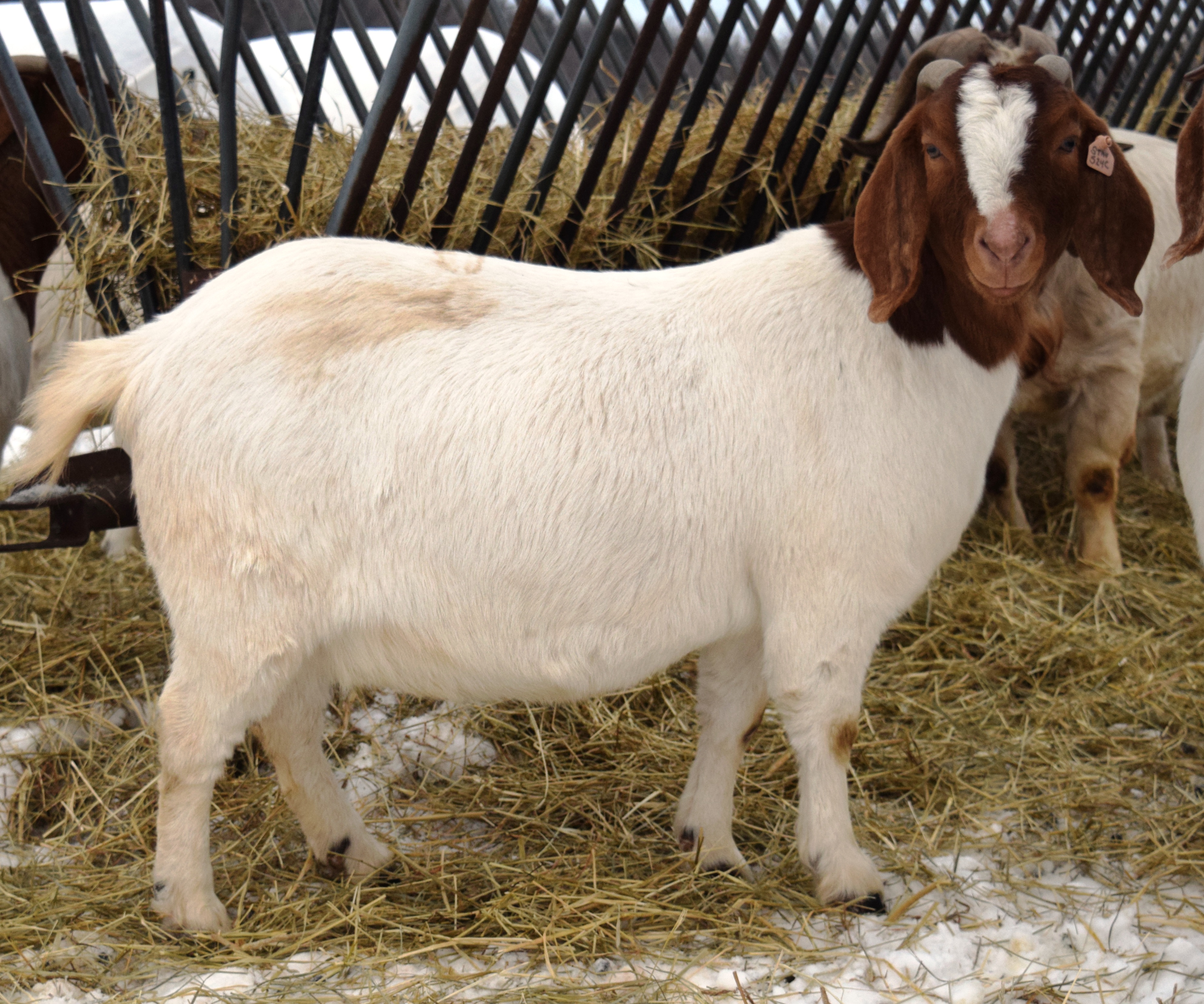 Boer Goat CR32908