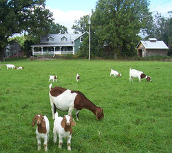 sept 23 2014 goats 063