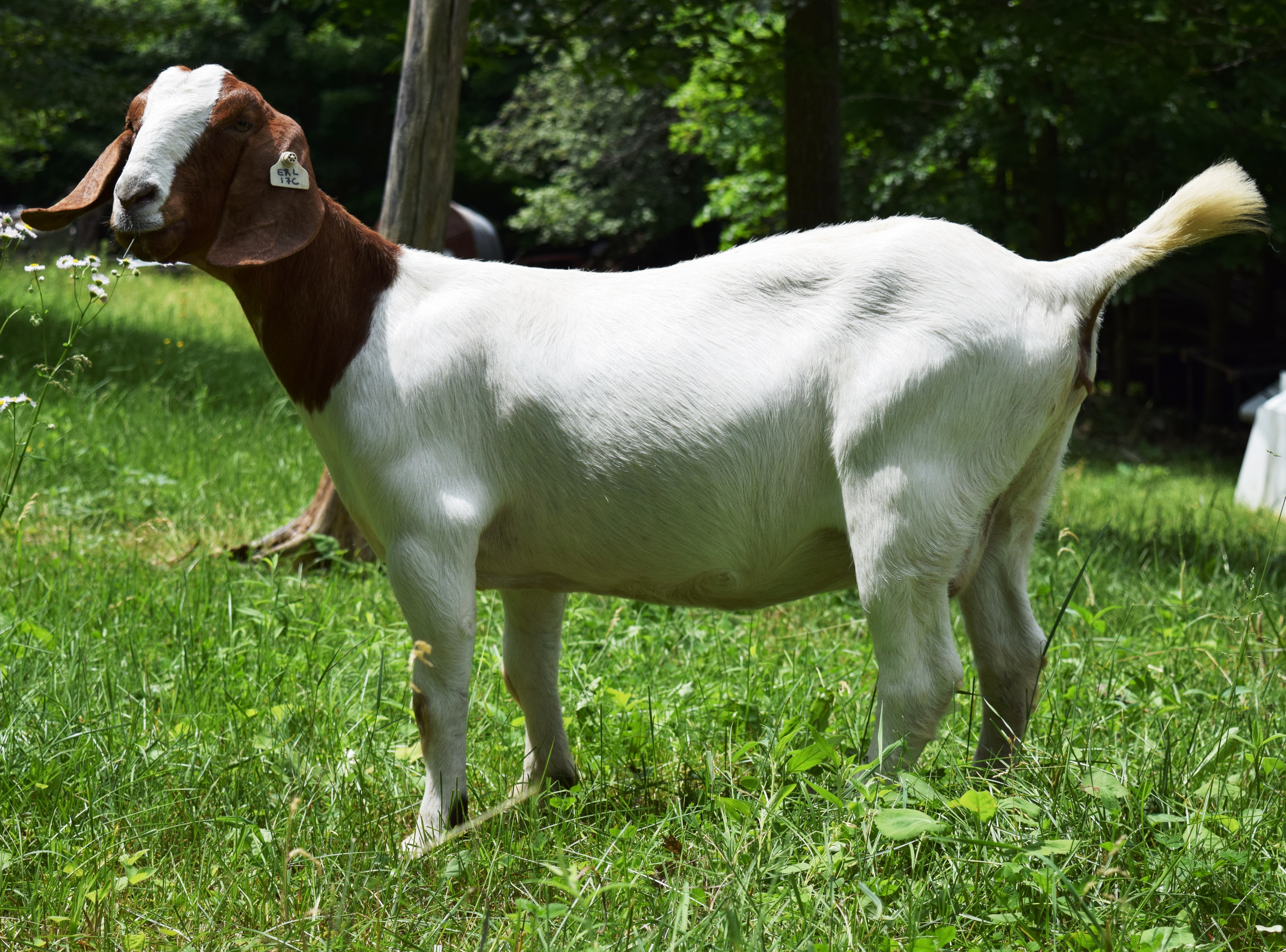Boer doe TR31331