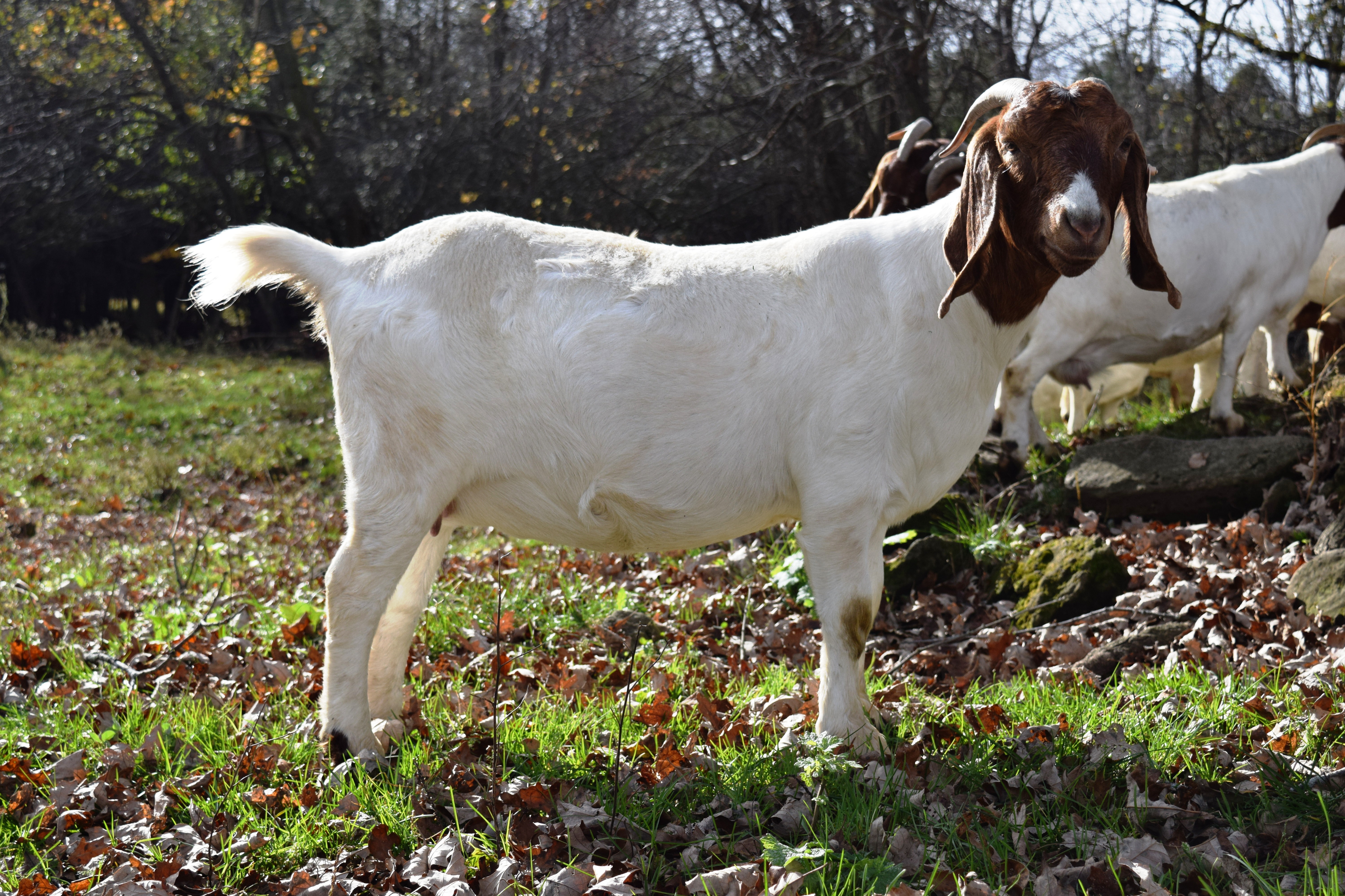 Boer Goat Staveley Sassy