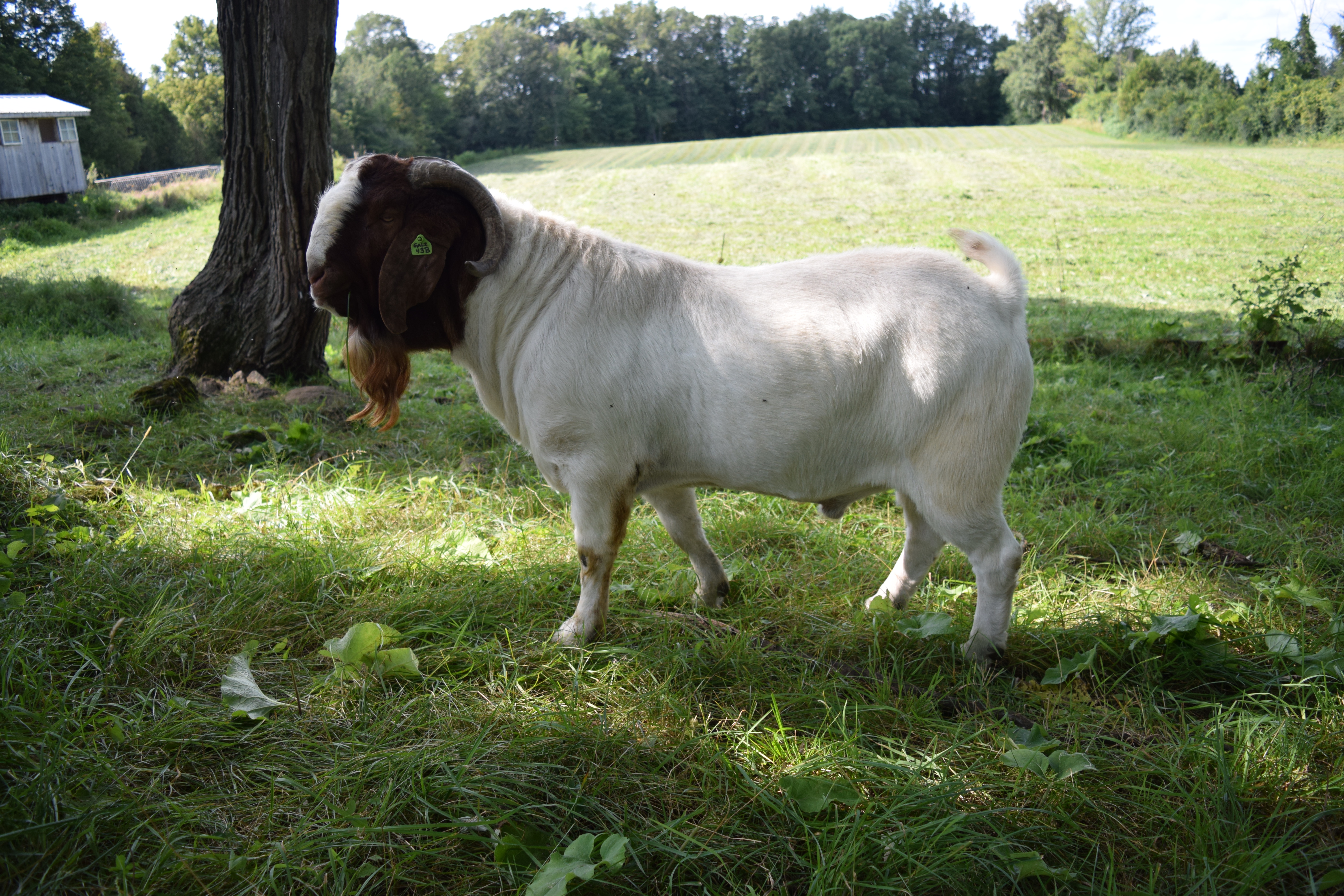 Boer Goat Galiman Supreme