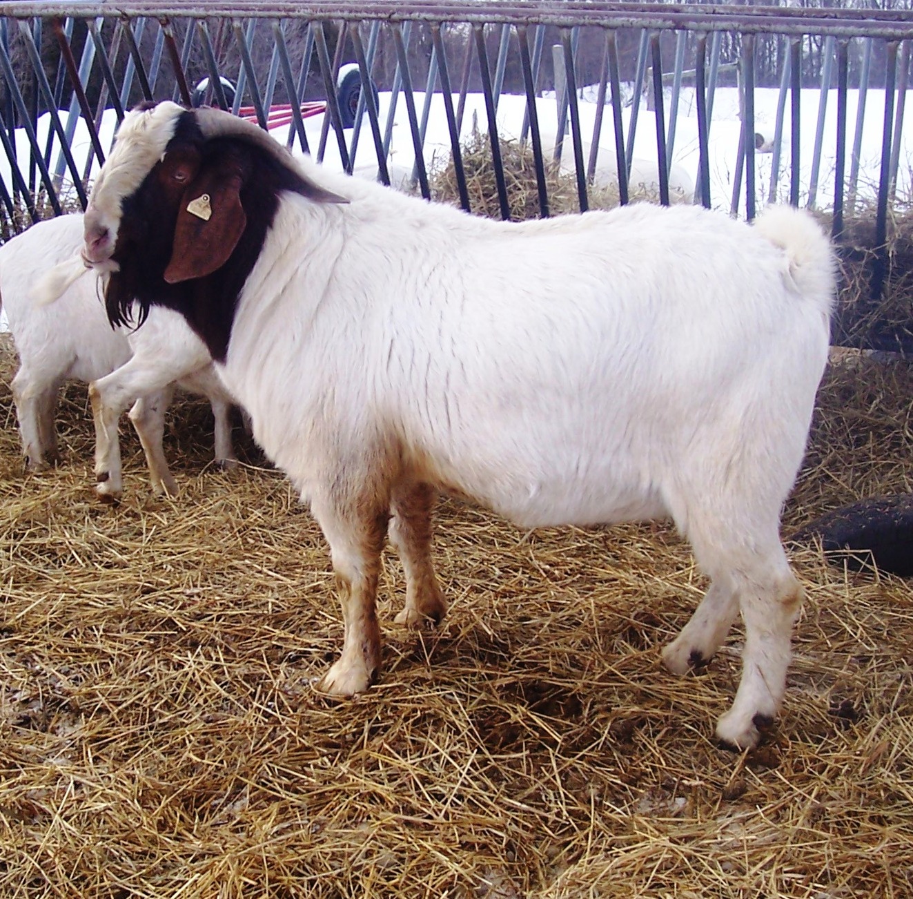 Boer goat Du Sillion Playboy
