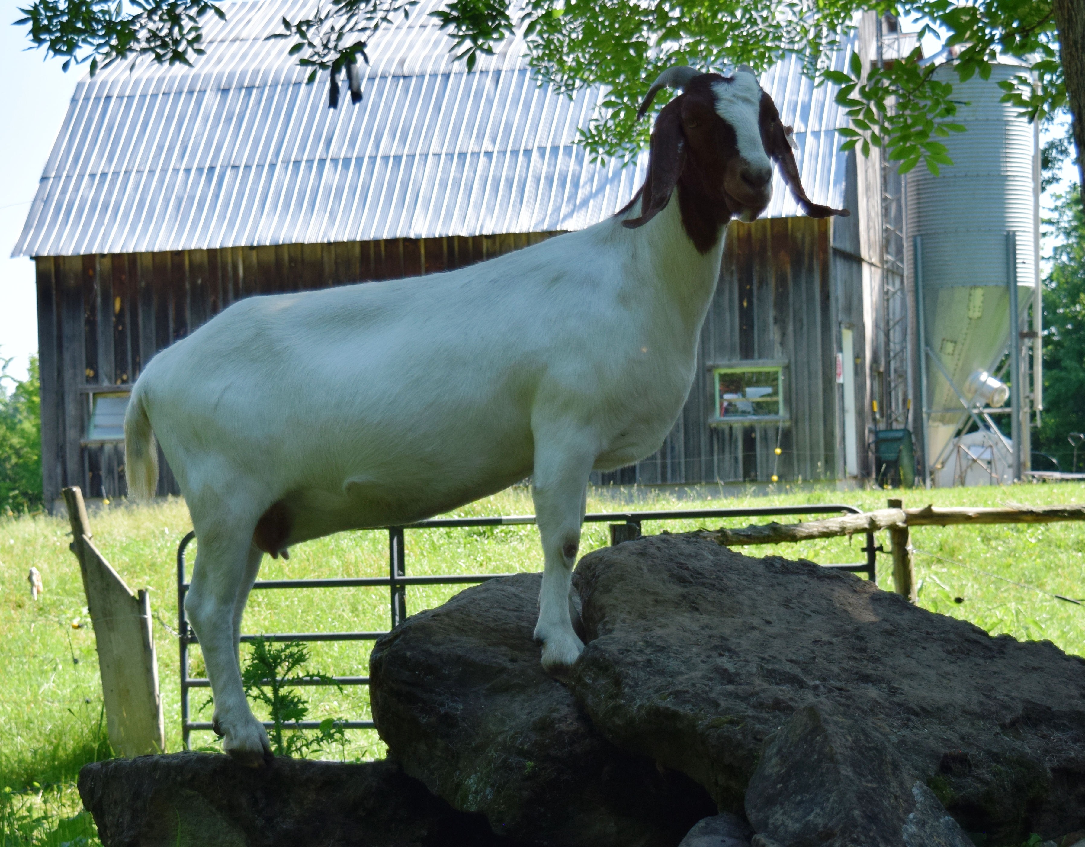 Boer goat doe