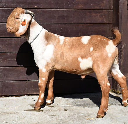 Purebred Boer dapple buckling 782N