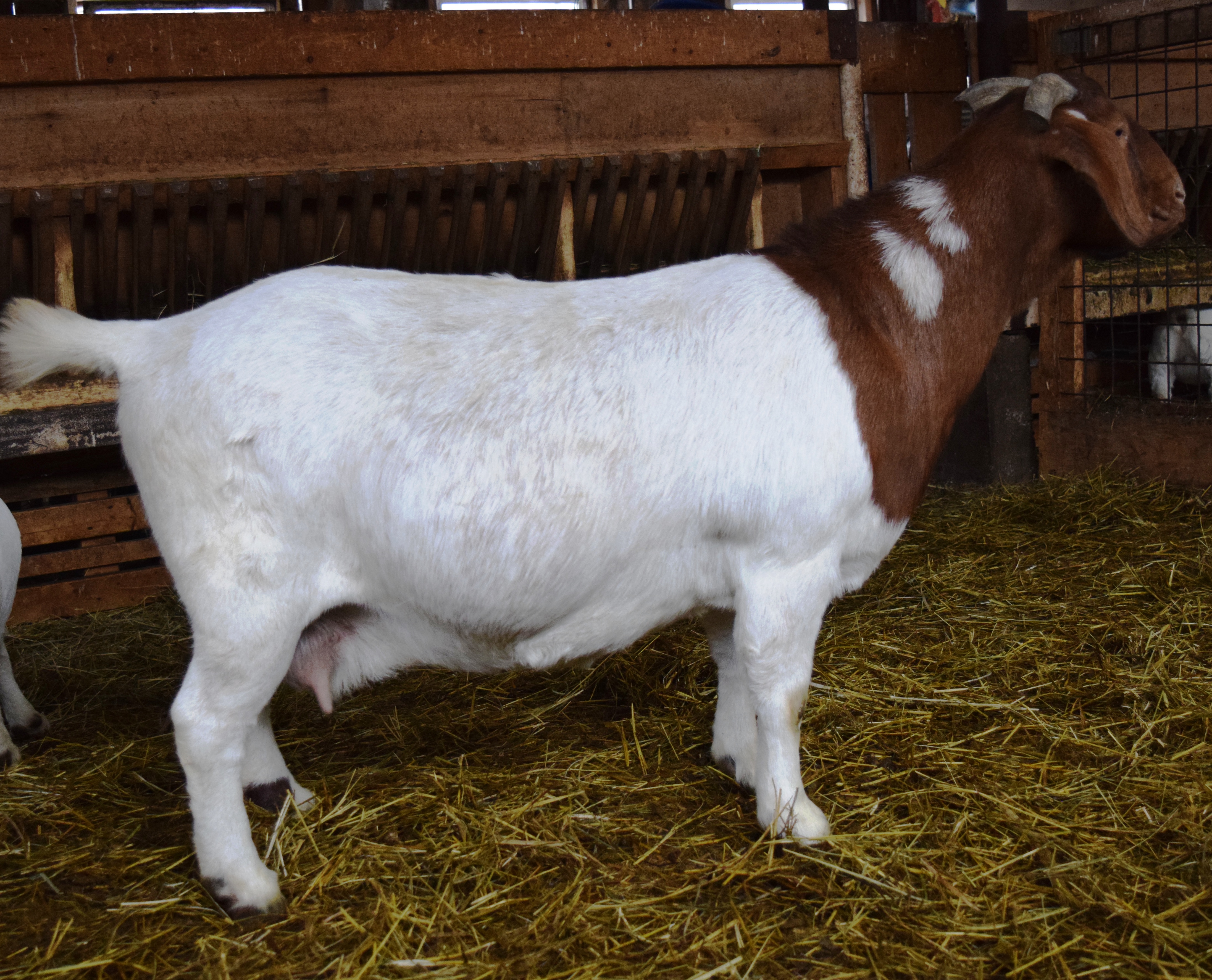 Boer doe TR31180