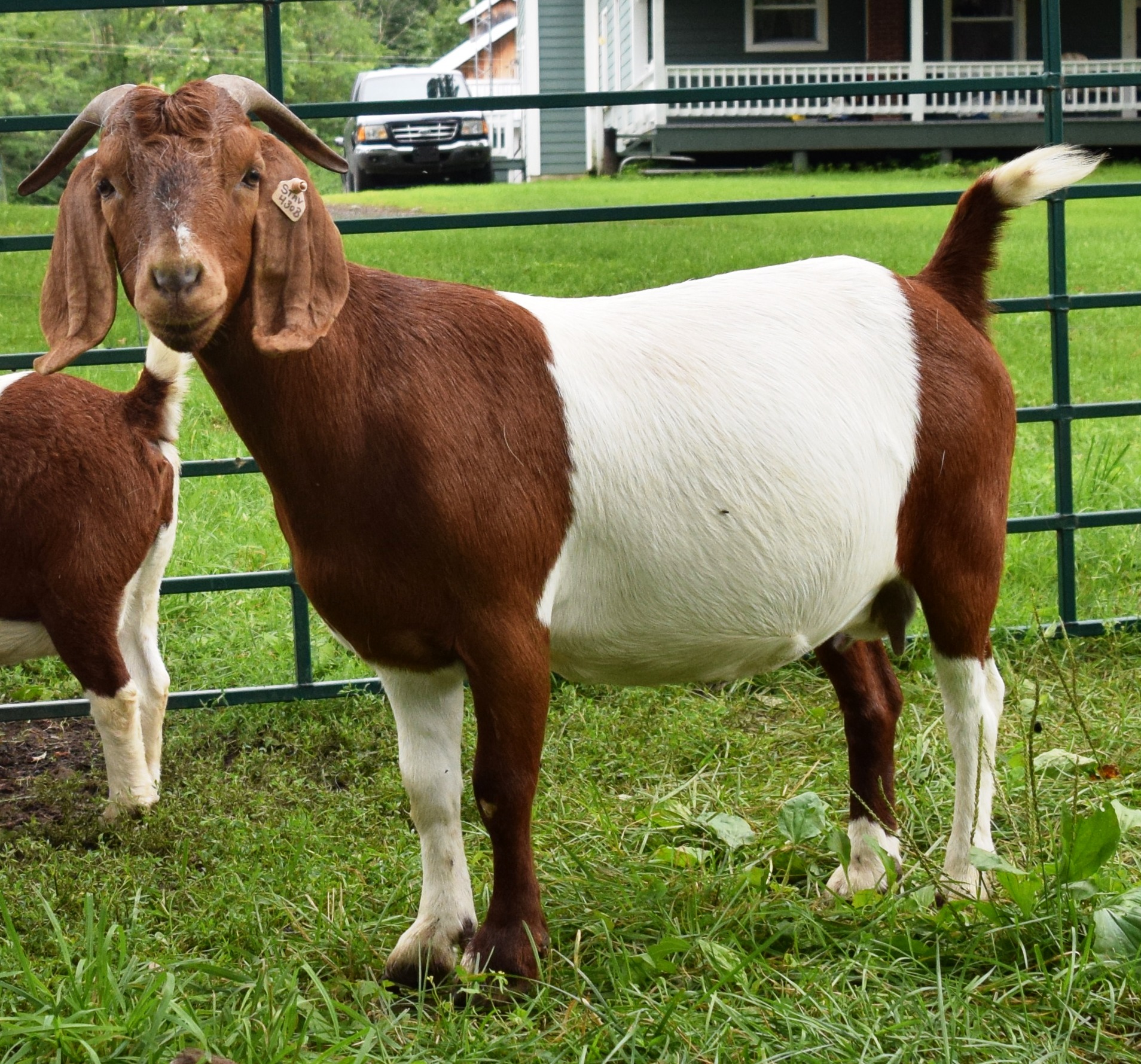Boer goat stav 430B RCR31186