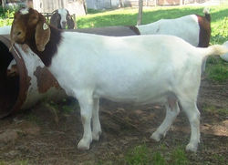 Boer Goat Du Biquet Cachou