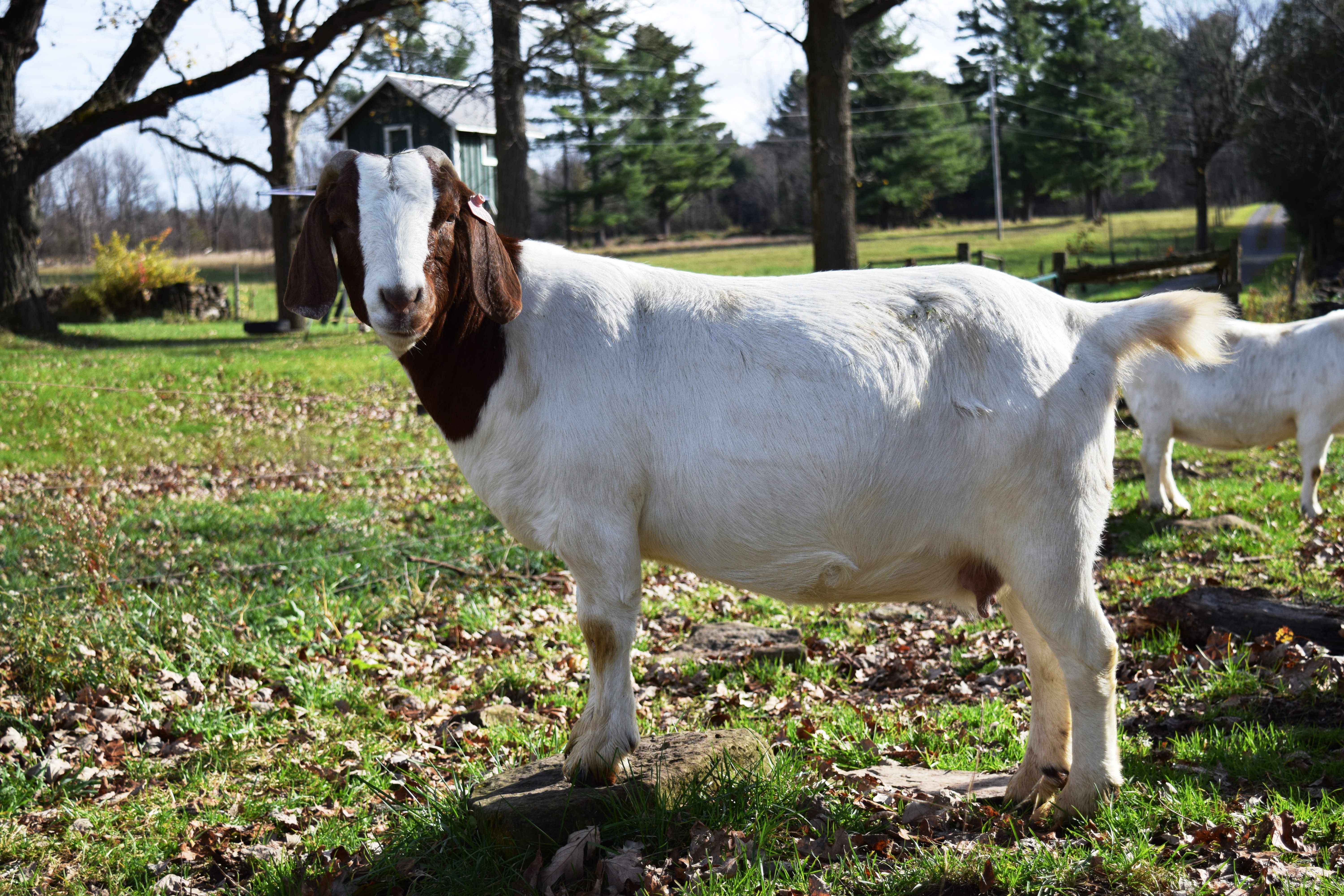 Boer goat Cr318888