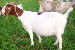 Boer Goat Staveley ACR Akim Sunshine