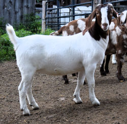 Trad doeling