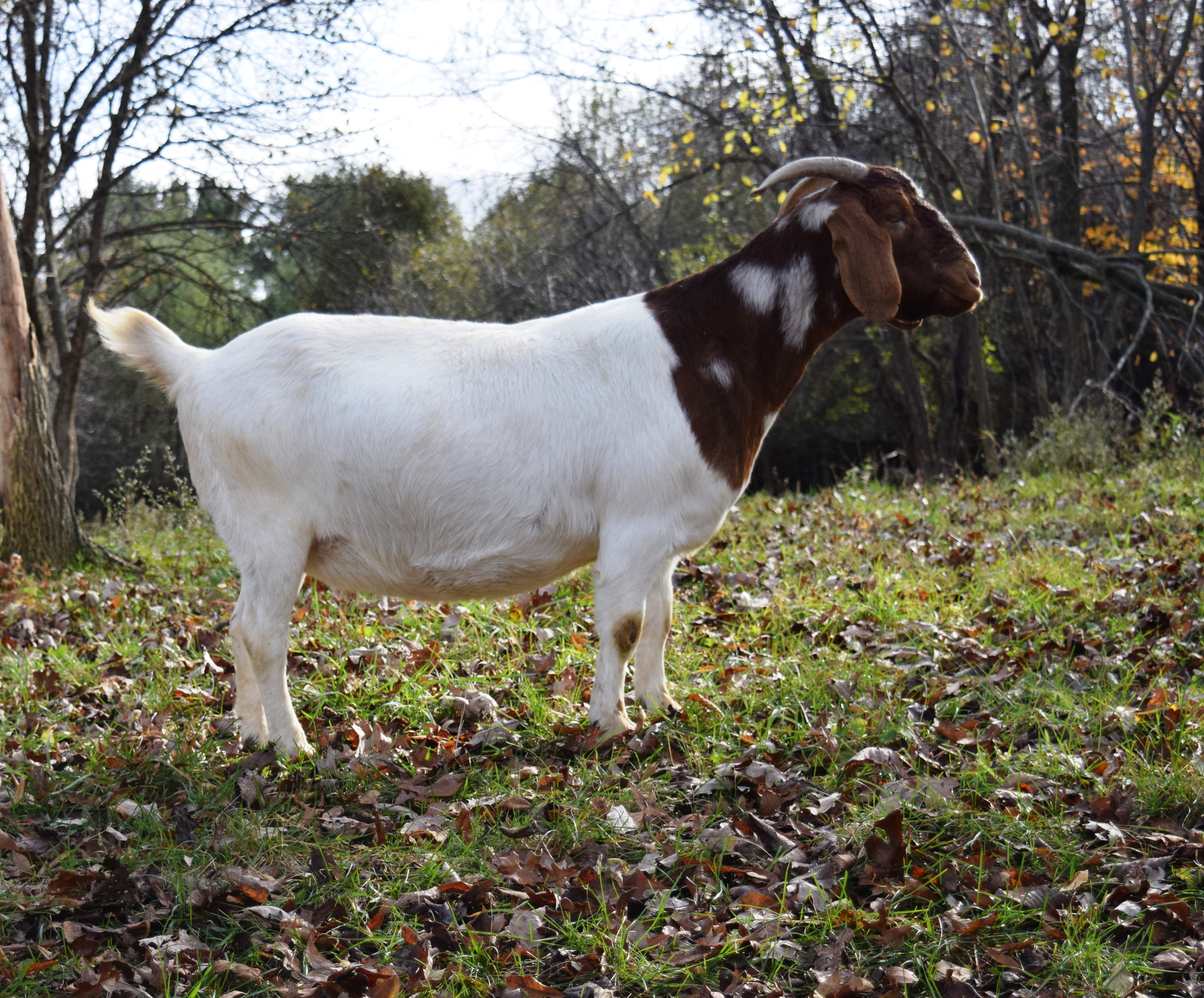 Boer Goat R32204