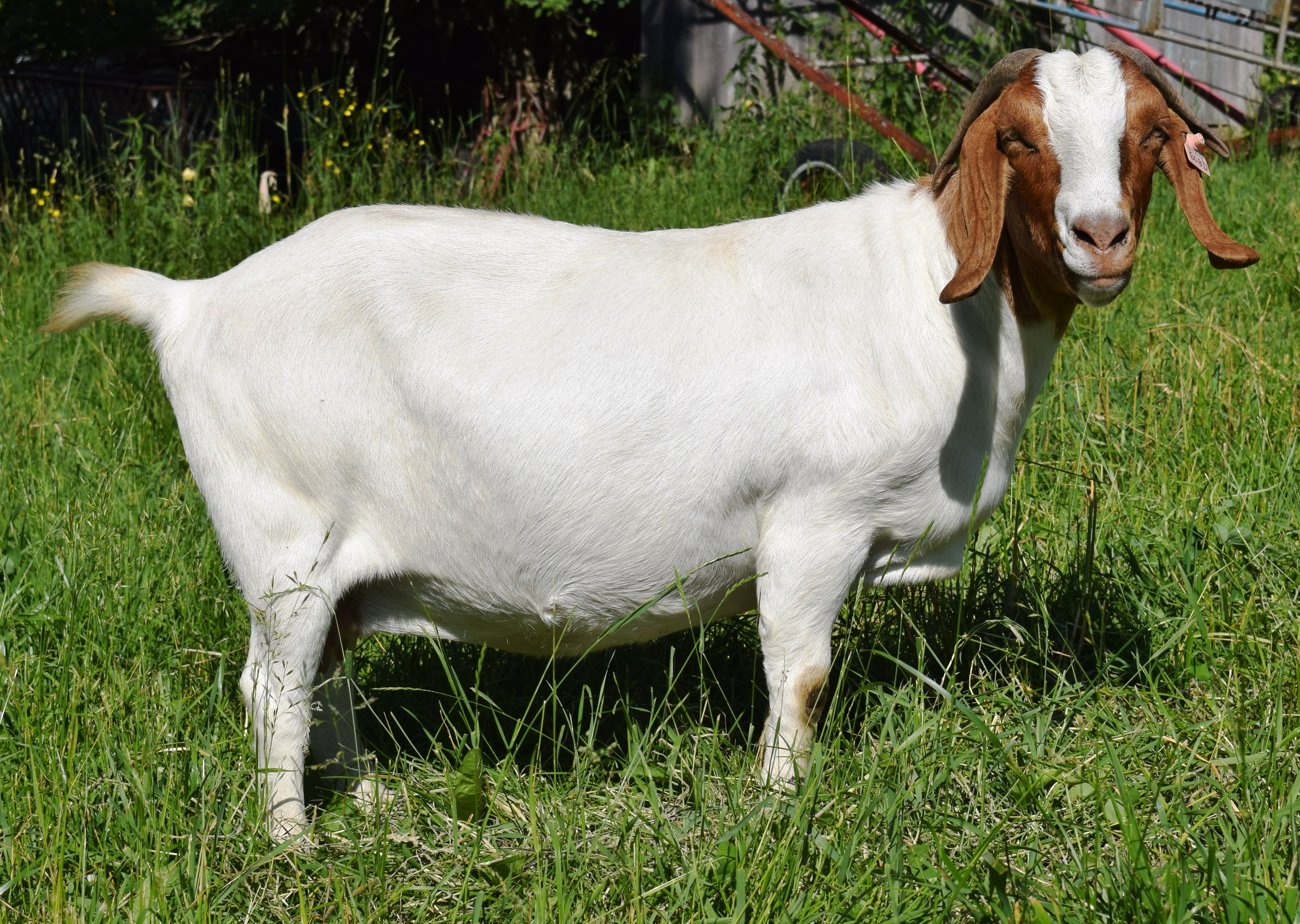 Boer goat GR33150
