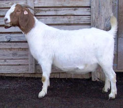 Boer Goat CR31185