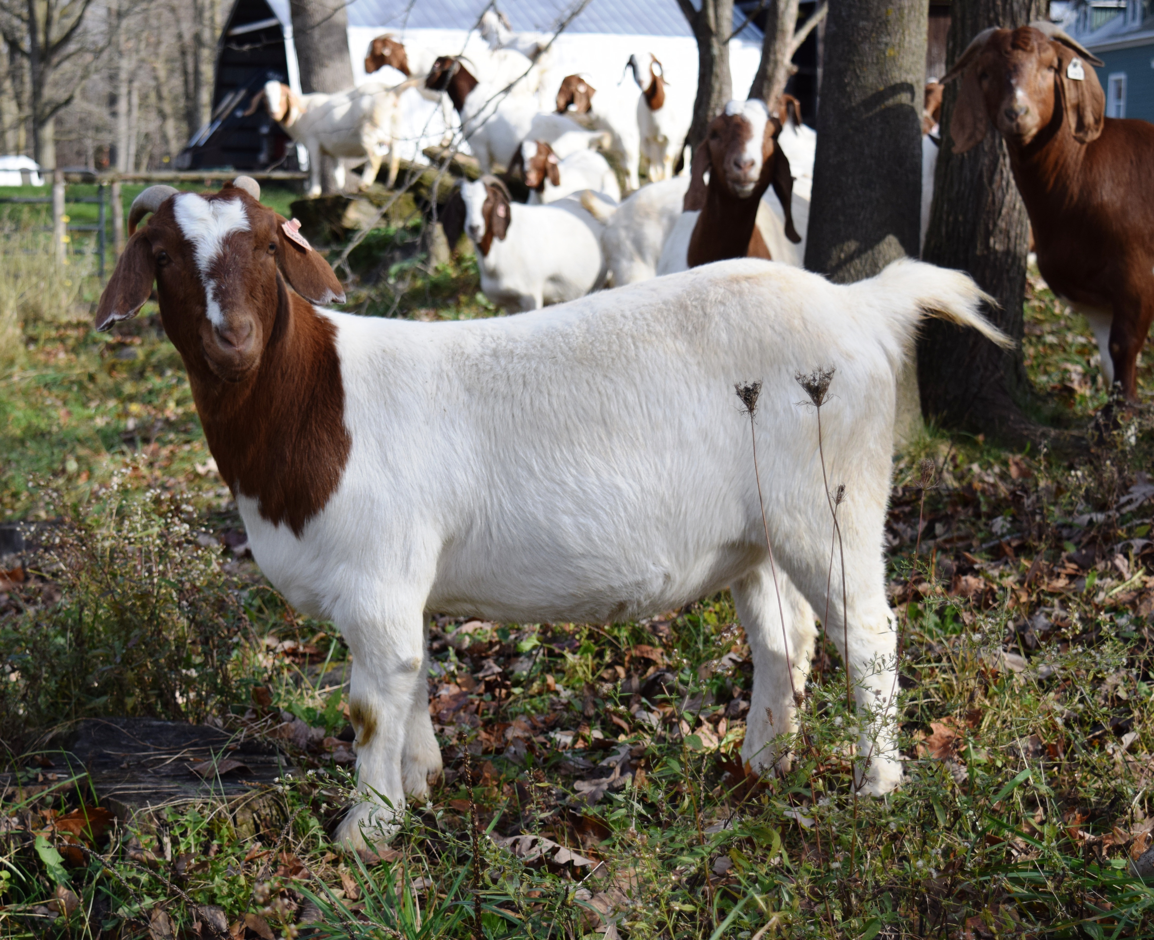 Boer Goat (CR32910)