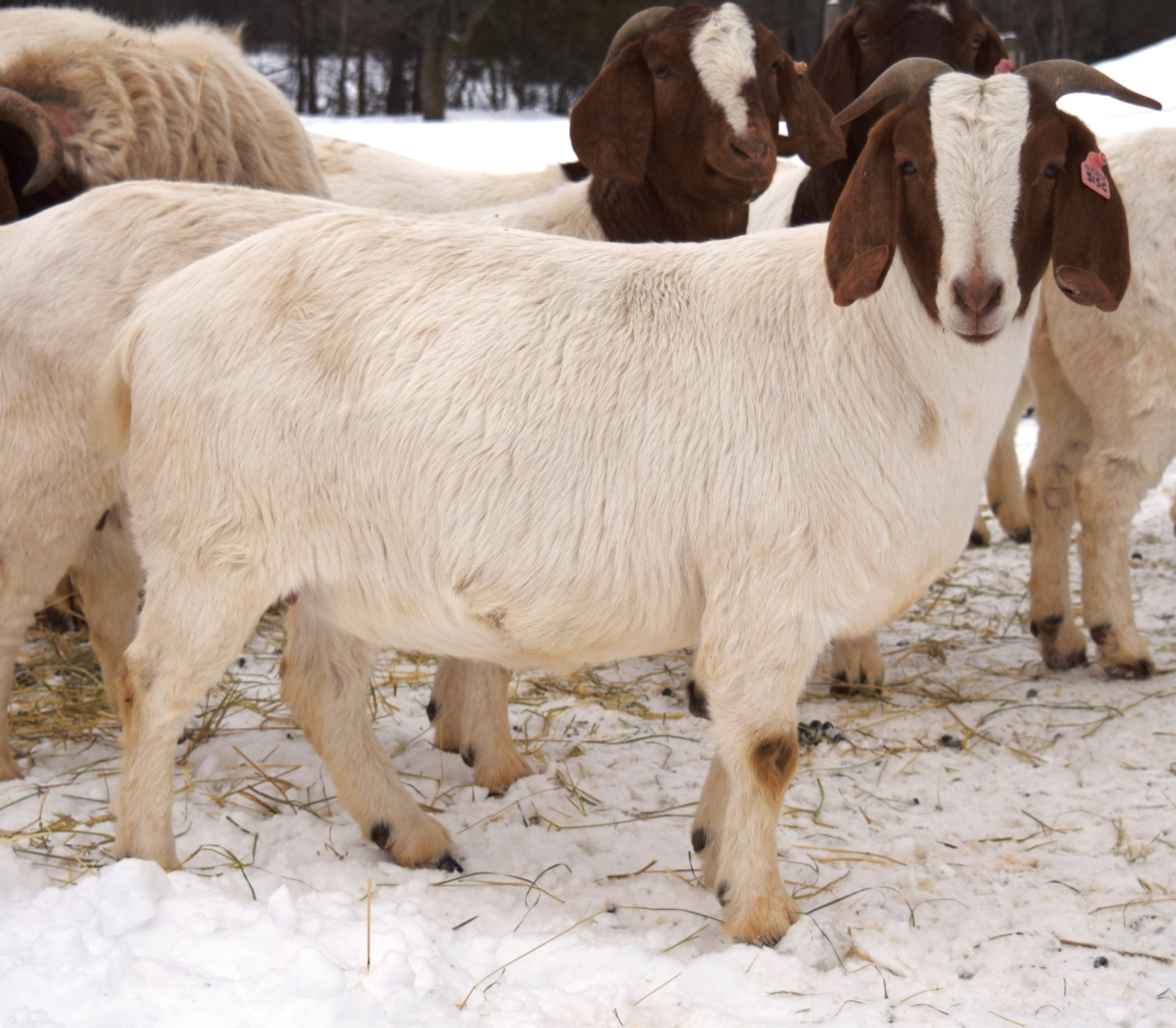 Boer Goat TR32526