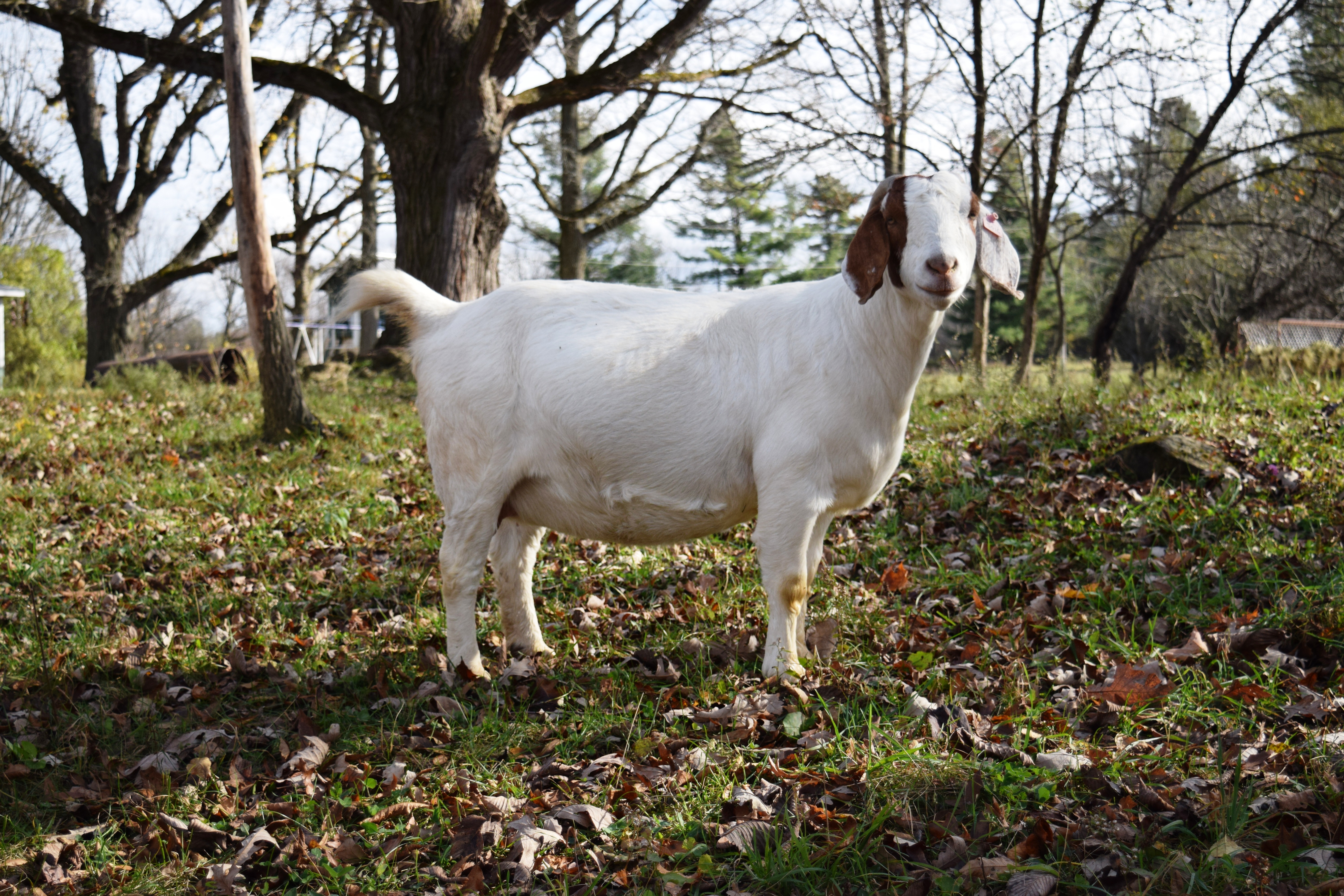 Boer goat Doe RCR32205