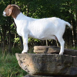 Stav 922G on rocks