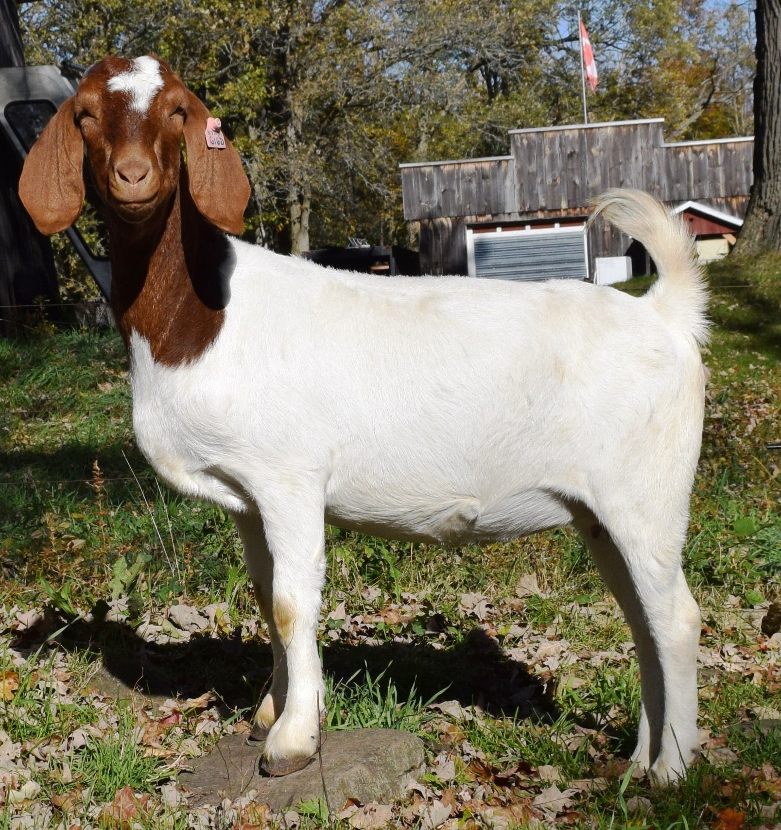Boer Goat TR33398