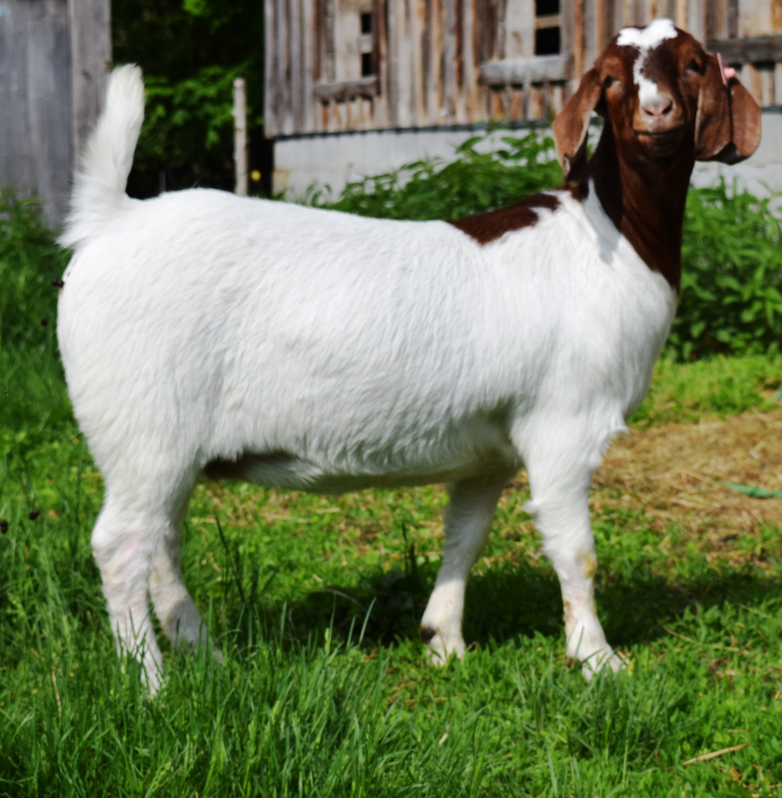 Boer doe CR35369