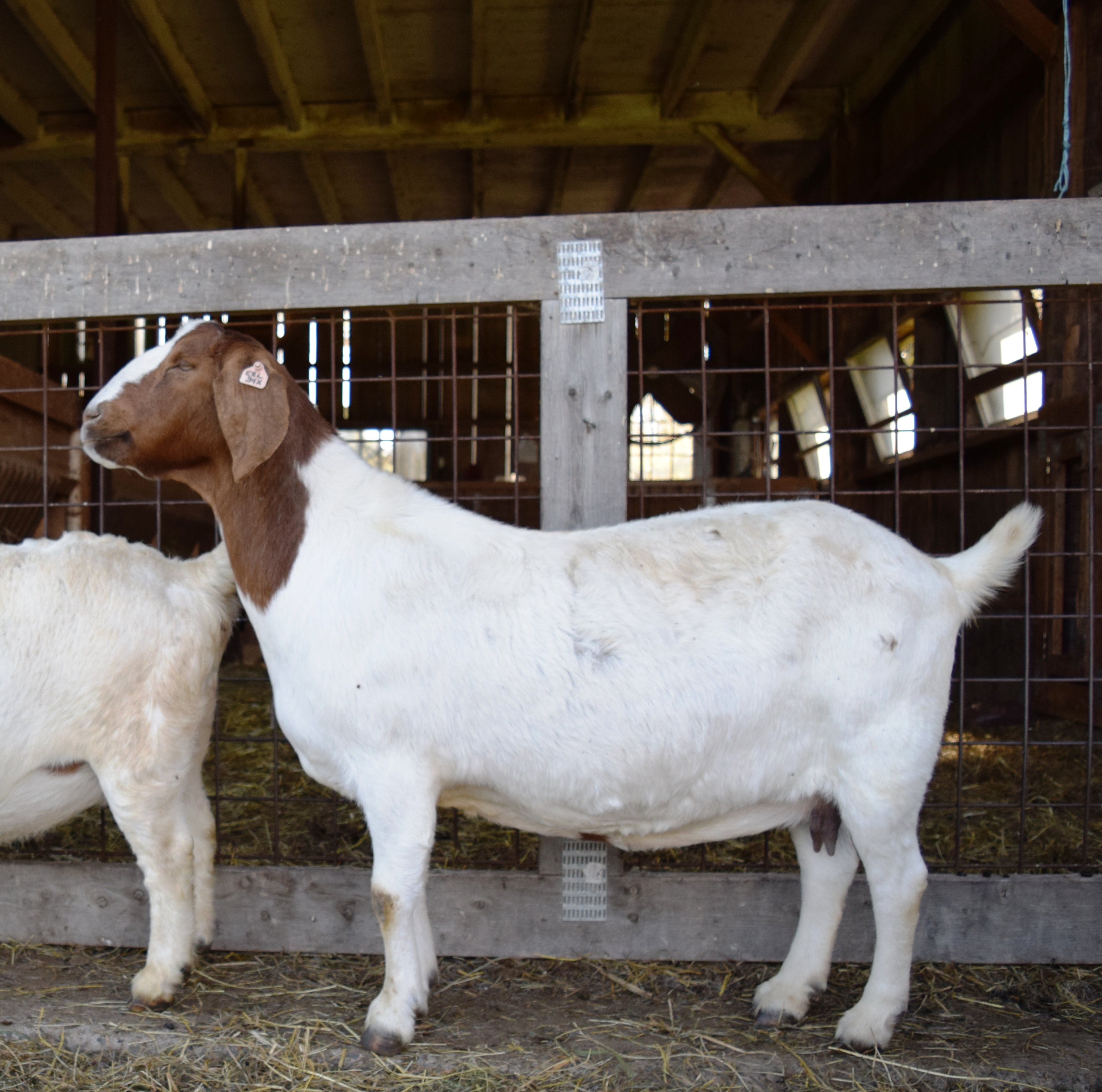 Boer Goat TR25863