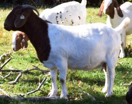 Boer Goat CR28233