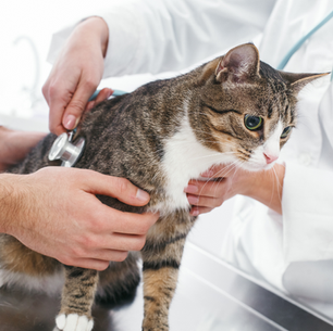 The Amazing Science Behind Everything We Know About Cat Research