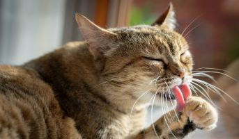 The Ultimate Guide to Cat Grooming: Techniques for Every Coat Type