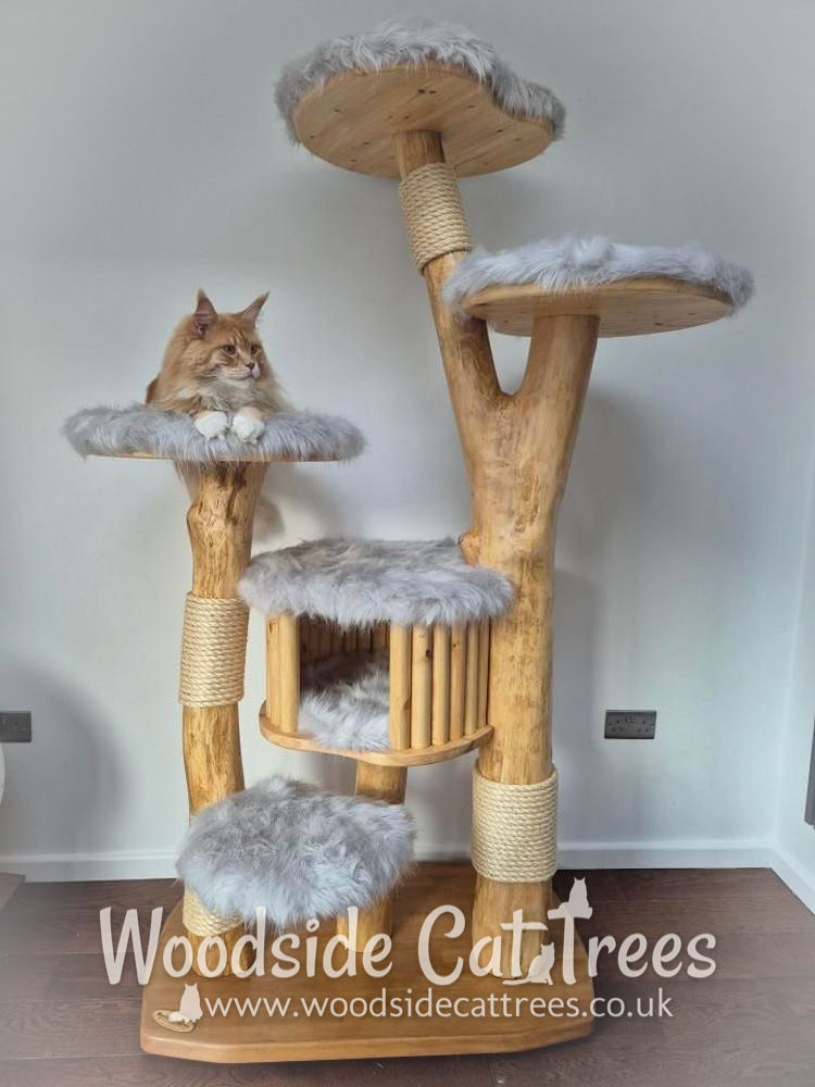 Cat on a tall wooden cat tree with grey faux fur surfaces. The room has white walls and a wooden floor. "Woodside Cat Trees" text at the bottom.