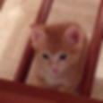 Our first rescued kitten- Cookie