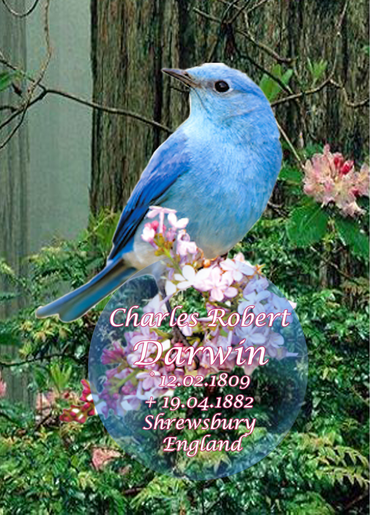Geniarts Bird 5G