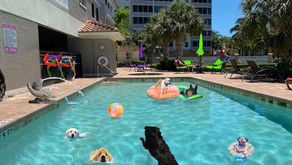 Why Pools go Green in Naples