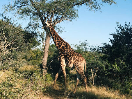 Kruger National Park - South Africa