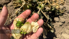 Gobierno de Puebla realiza atención inmediata ante afectaciones agrícolas por bajas temperaturas