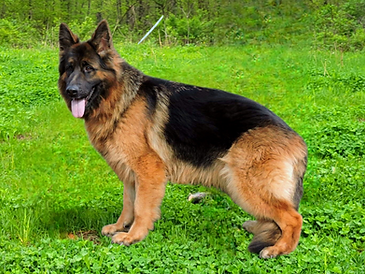 Karla - World Class German Shepherd7.jpg